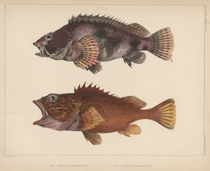 Sebastes Marmoratus, 1855